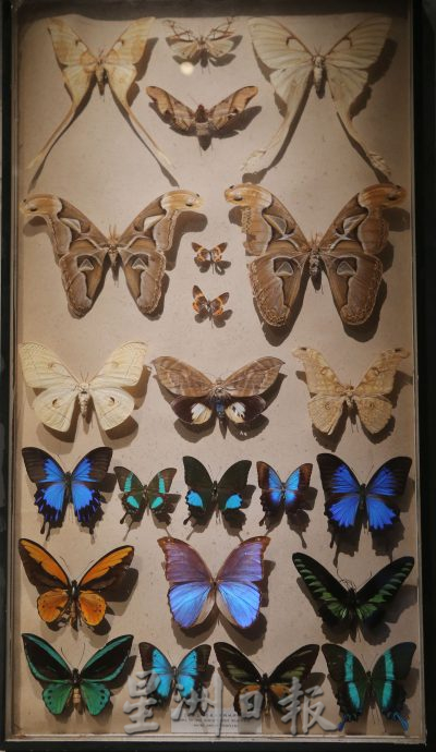 霹:封底主文/蝴蝶博物馆 具梦想教育环保于一身