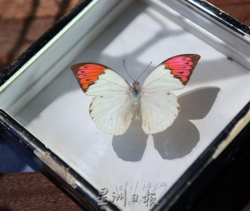 霹:封底主文/蝴蝶博物馆 具梦想教育环保于一身