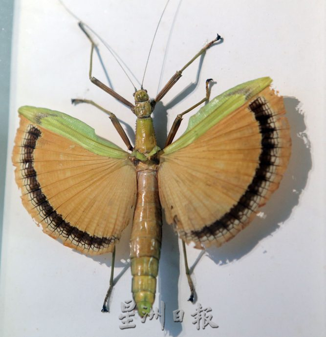 霹:封底主文/蝴蝶博物馆 具梦想教育环保于一身