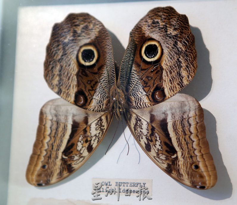 霹:封底主文/蝴蝶博物馆 具梦想教育环保于一身