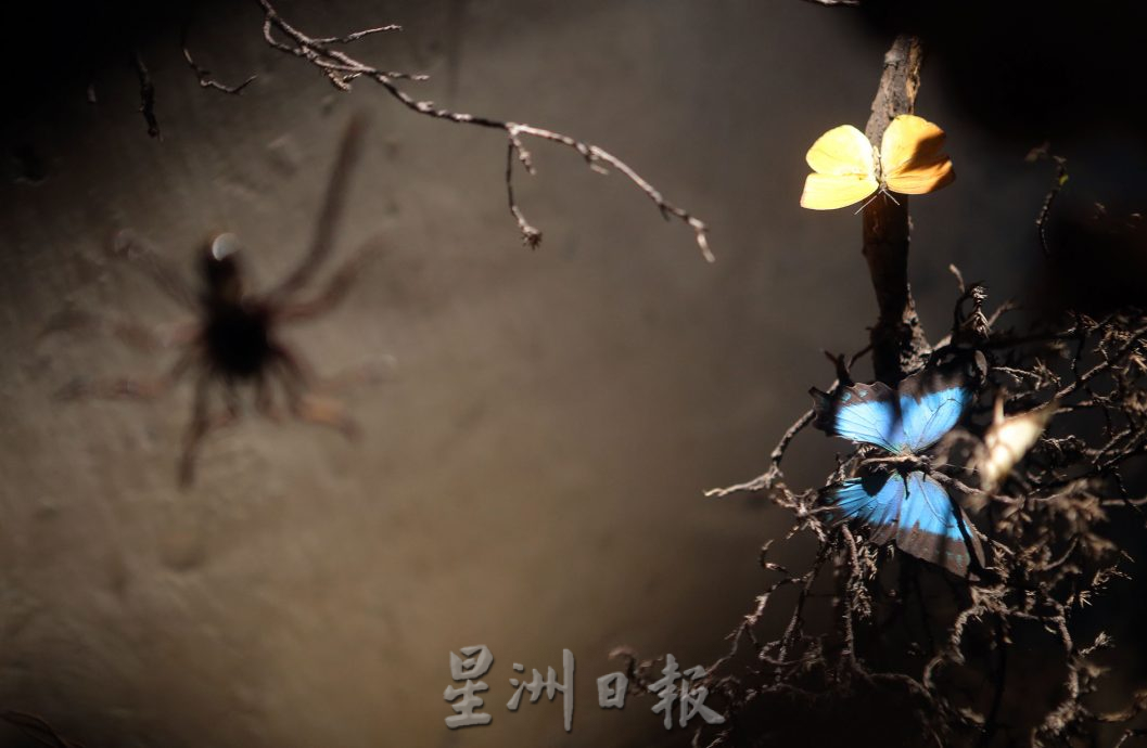 霹:封底主文/蝴蝶博物馆 具梦想教育环保于一身