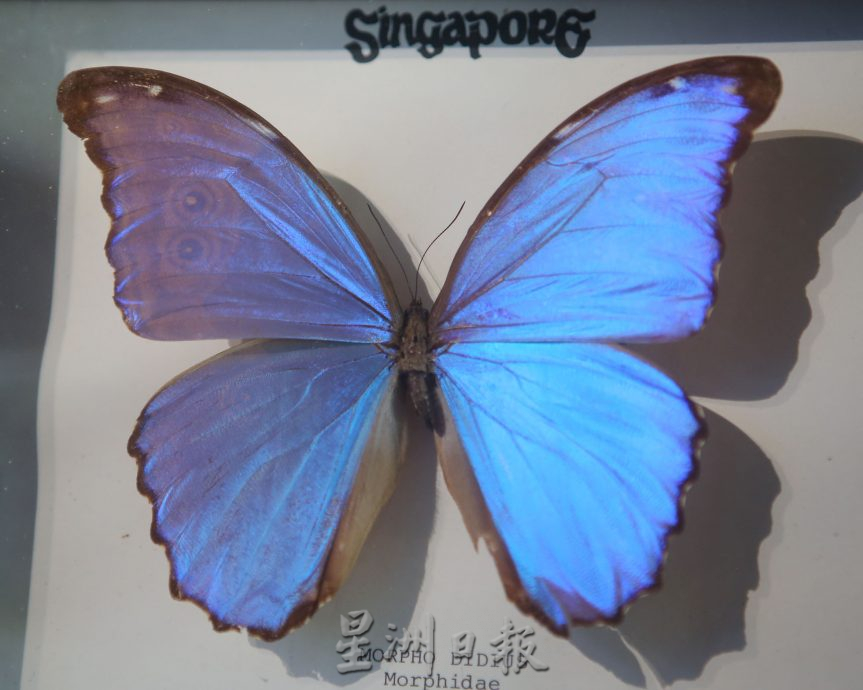 霹:封底主文/蝴蝶博物馆 具梦想教育环保于一身