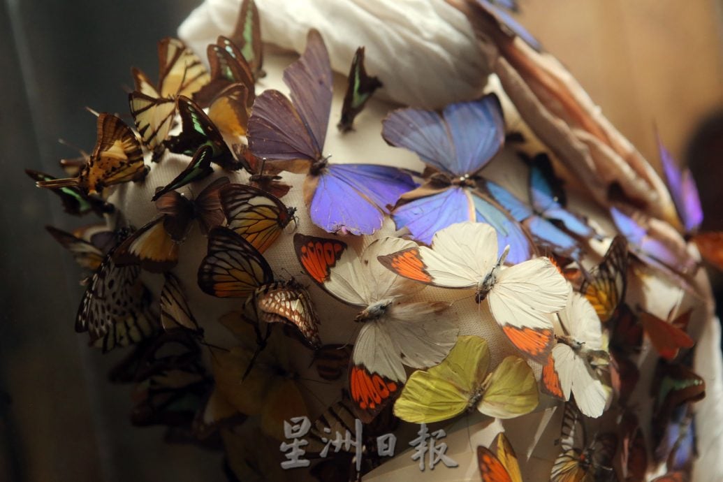 霹:封底主文/蝴蝶博物馆 具梦想教育环保于一身