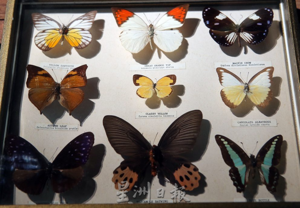 霹:封底主文/蝴蝶博物馆 具梦想教育环保于一身