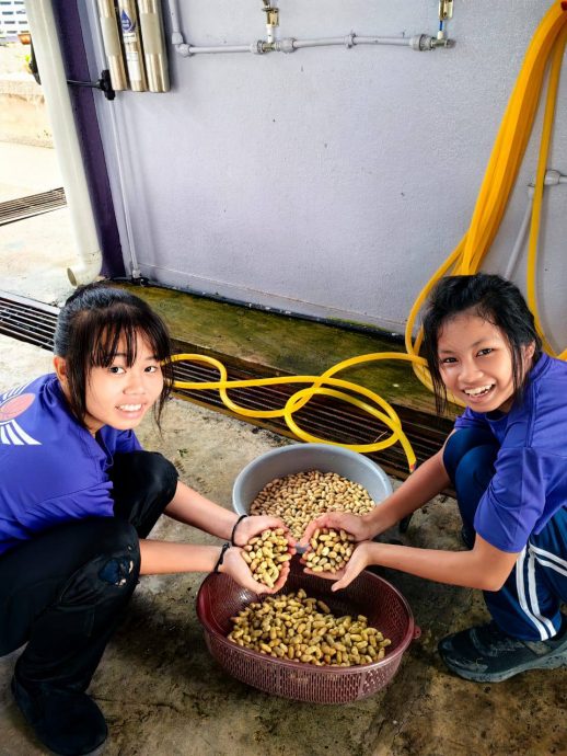霹：请签网／端洛百利华小花生收成了