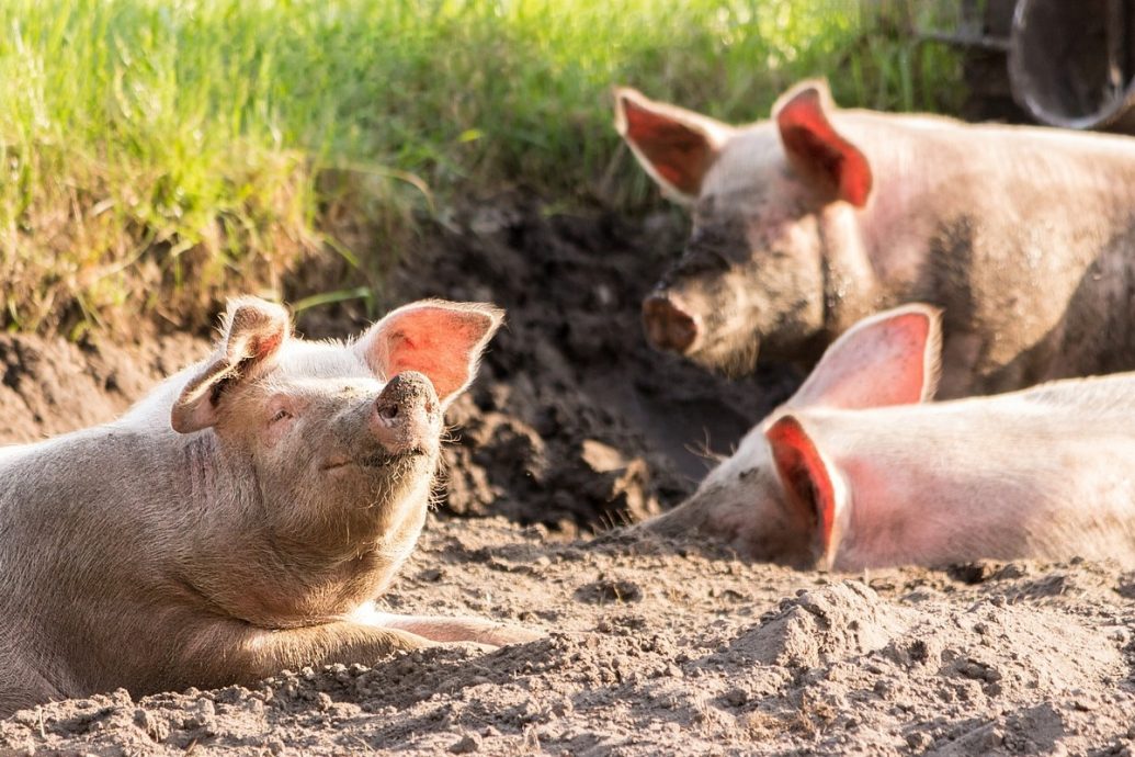 非洲猪瘟警报 意大利伦巴底大区现首例病例