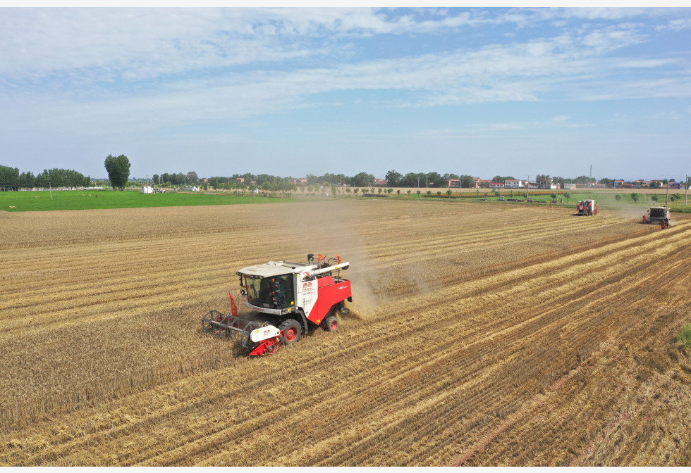 麦产第一大省 夏收季频降雨 河南雨中抢粮 关乎国家饭碗