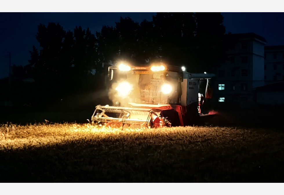 麦产第一大省 夏收季频降雨 河南雨中抢粮 关乎国家饭碗