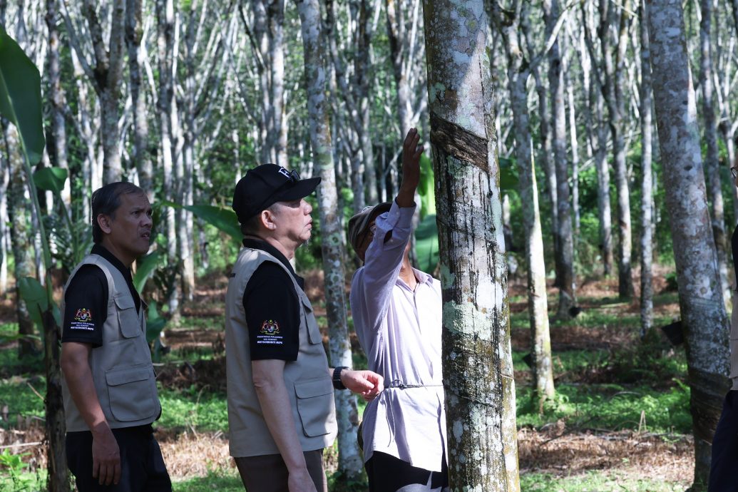 （全国版）法迪拉：政府鼓励橡胶小园主转产乳胶！