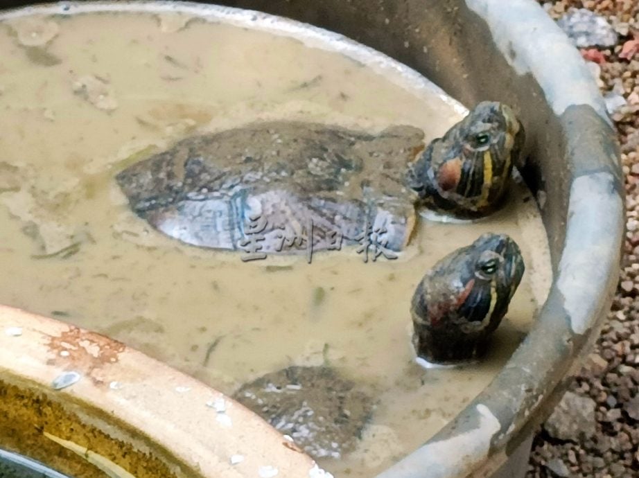 【带你去找爱】：给乌龟新生活的爱