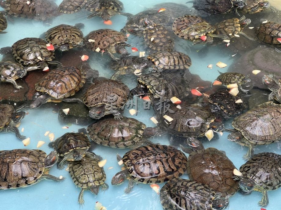 【带你去找爱】：给乌龟新生活的爱