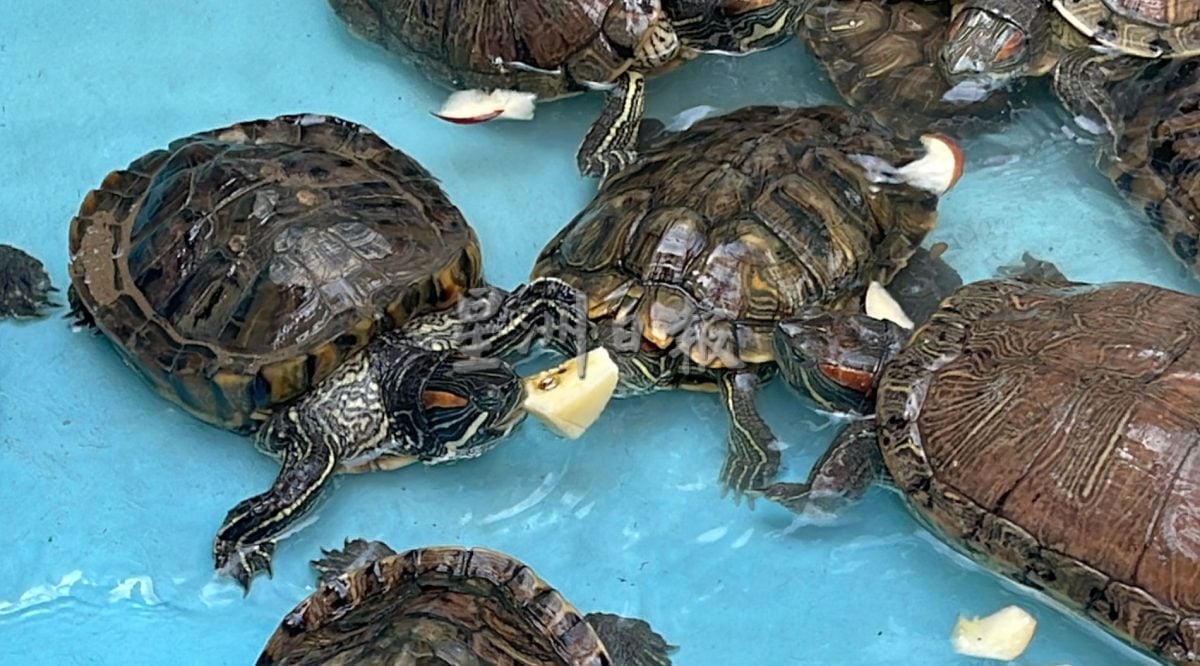 【带你去找爱】：给乌龟新生活的爱