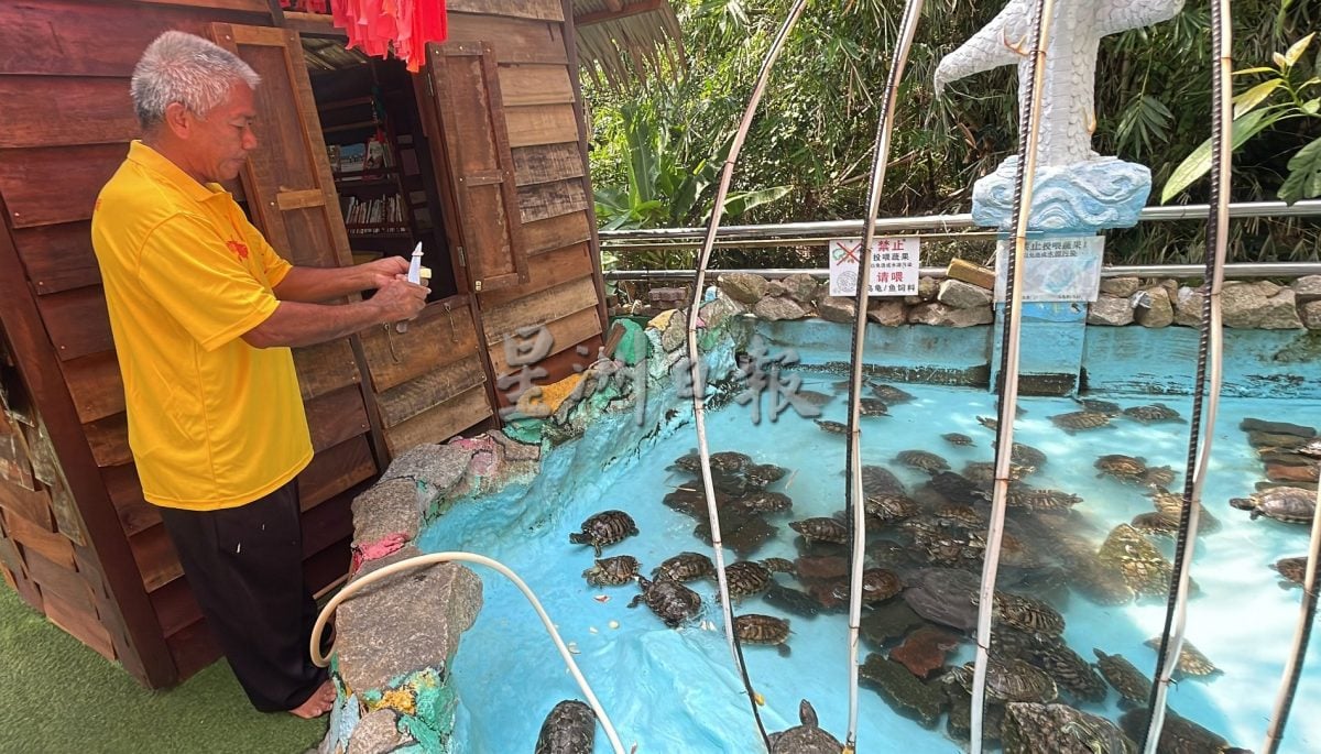 【带你去找爱】：给乌龟新生活的爱