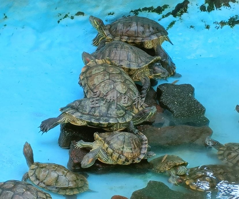 【带你去找爱】：给乌龟新生活的爱