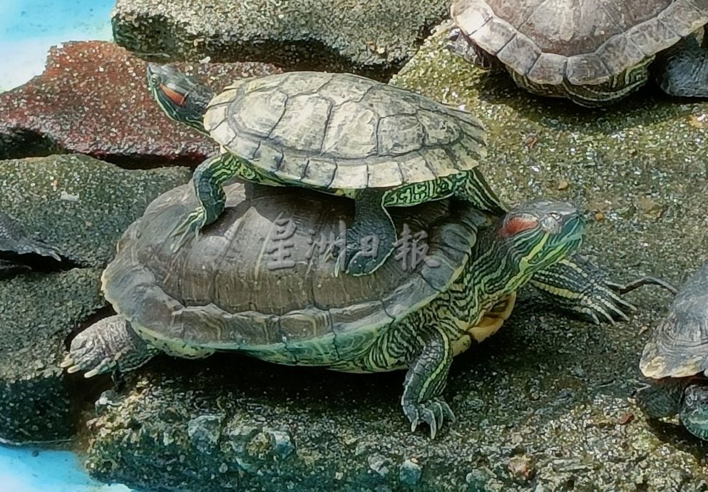 【带你去找爱】：给乌龟新生活的爱