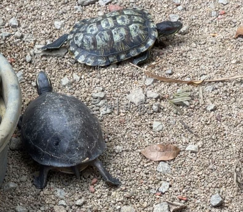 【带你去找爱】：给乌龟新生活的爱