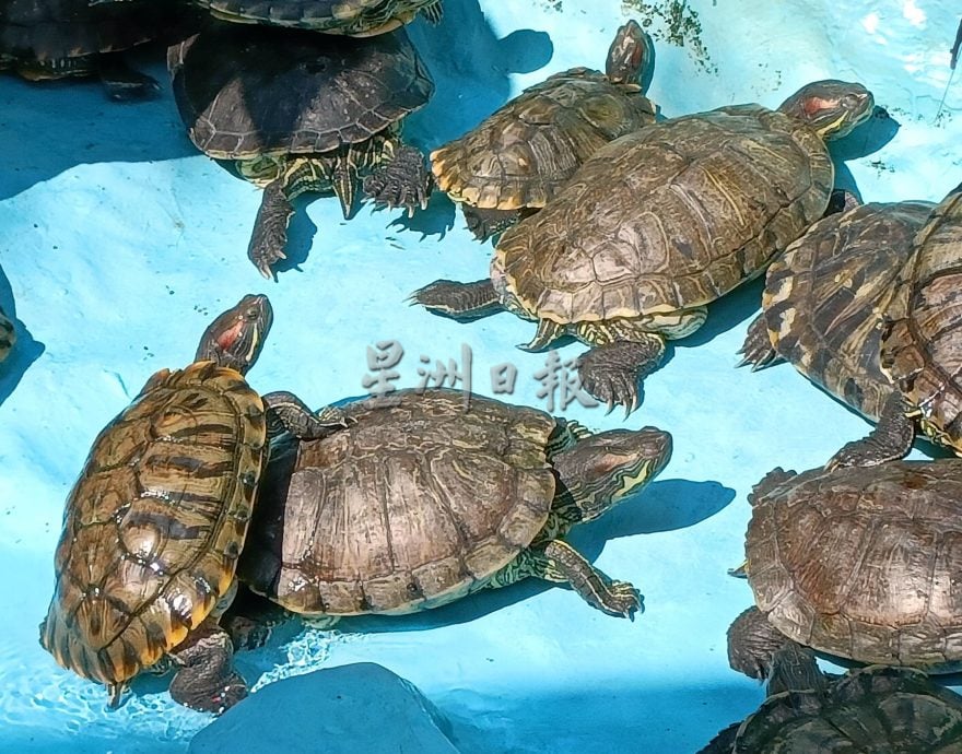 【带你去找爱】：给乌龟新生活的爱