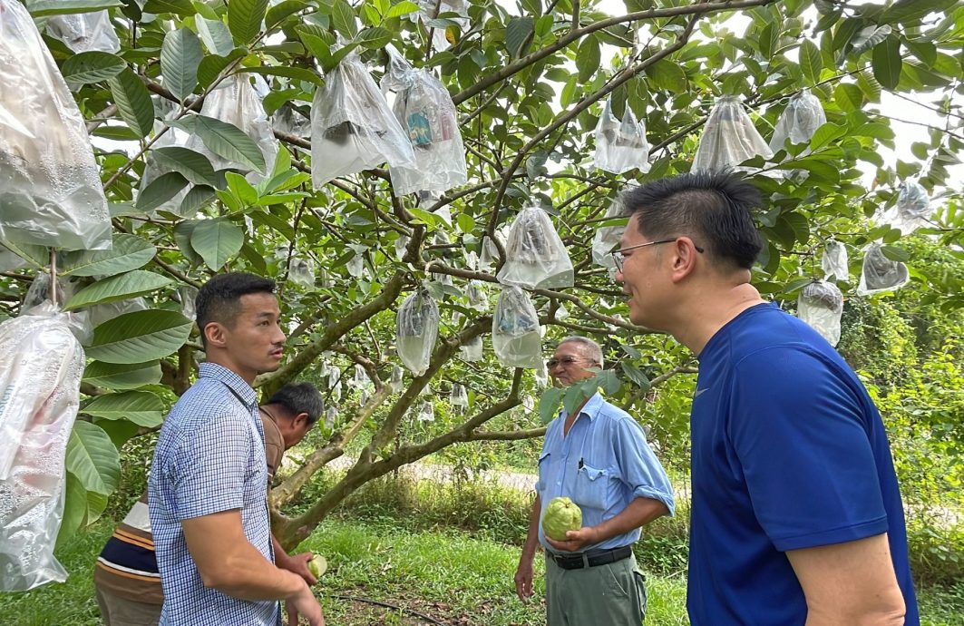 (古城封面主文)3品种番石榴各有特色口味,可发展生态旅游