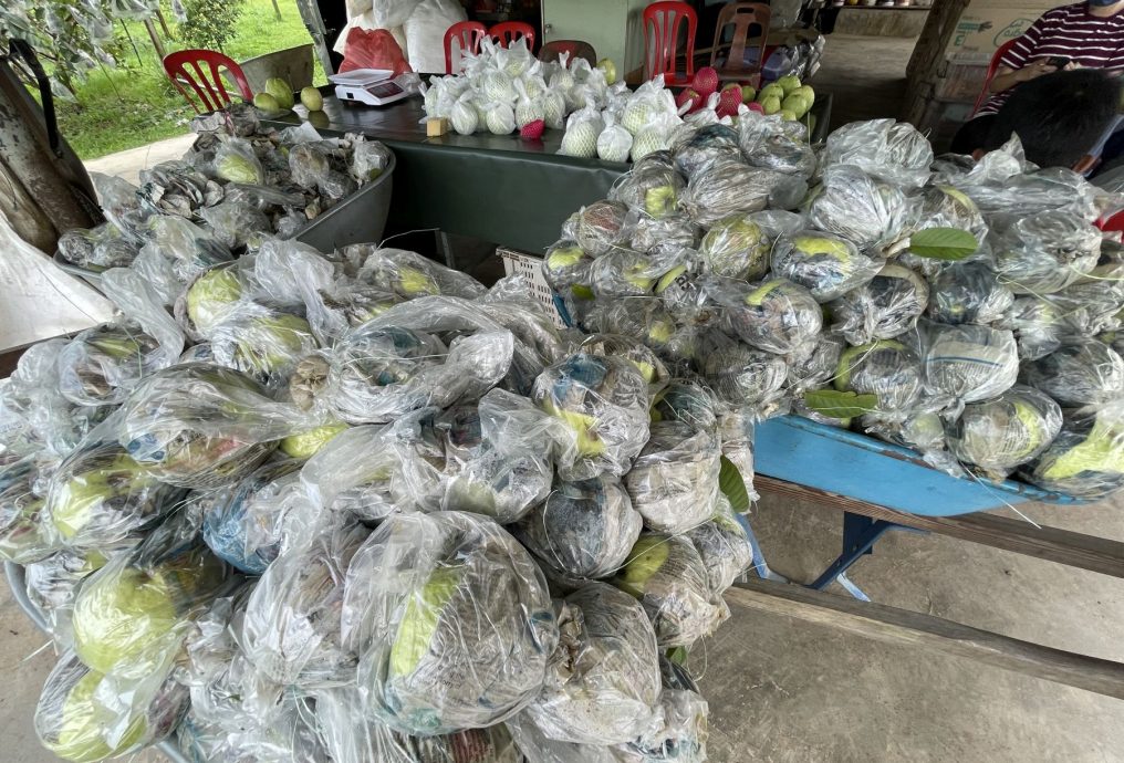 (古城封面主文)3品种番石榴各有特色口味,可发展生态旅游