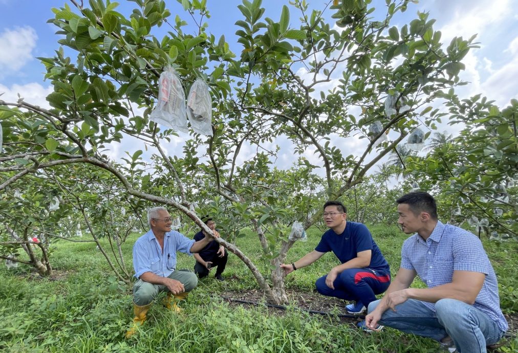 (古城封面主文)3品种番石榴各有特色口味,可发展生态旅游