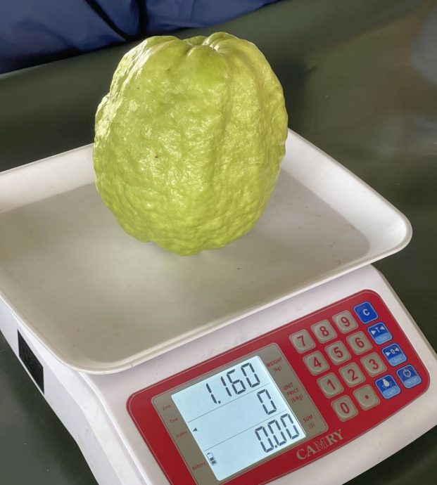 (古城封面主文)3品种番石榴各有特色口味,可发展生态旅游