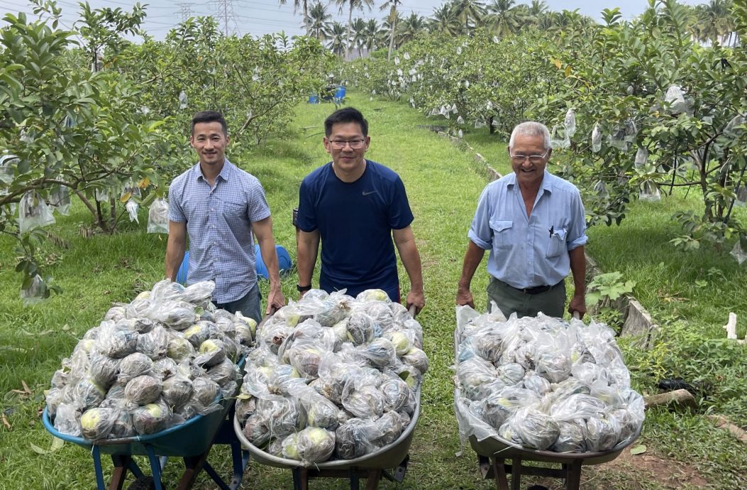 (古城封面主文)3品种番石榴各有特色口味,可发展生态旅游