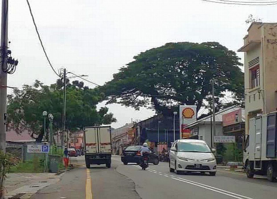 (古城封面主文)东街纳大树脚美食中心的大树被砍除