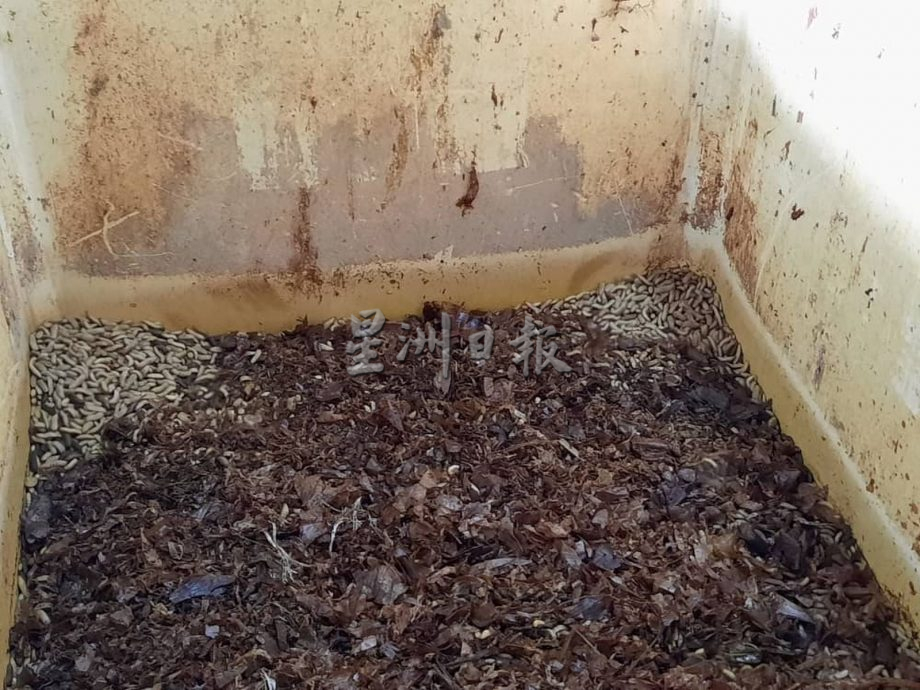 (古城封面主文)黑水虻处理厨余,变化出有机饲料、肥料等