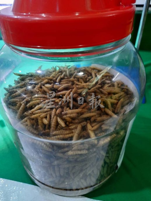 (古城封面主文)黑水虻处理厨余,变化出有机饲料、肥料等