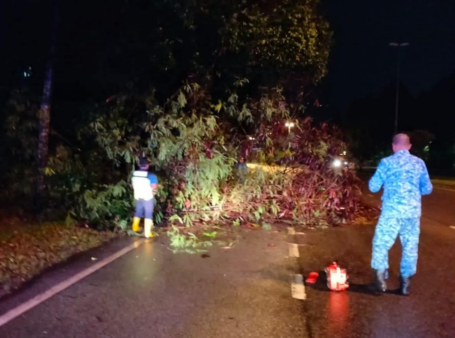 狂风暴雨造成4处树倒
