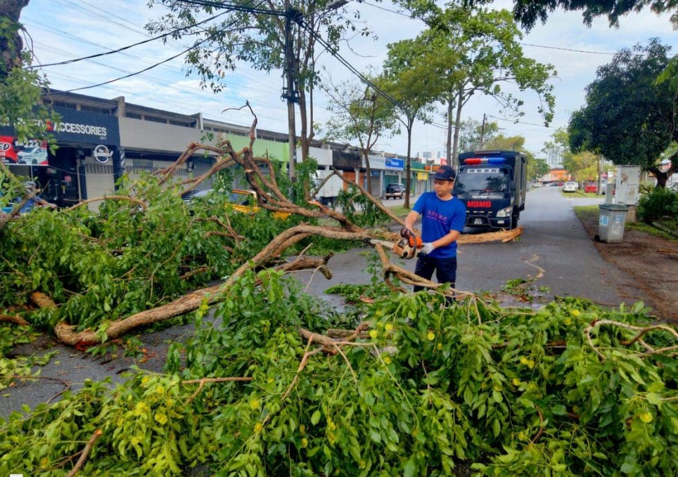 狂风暴雨造成4处树倒