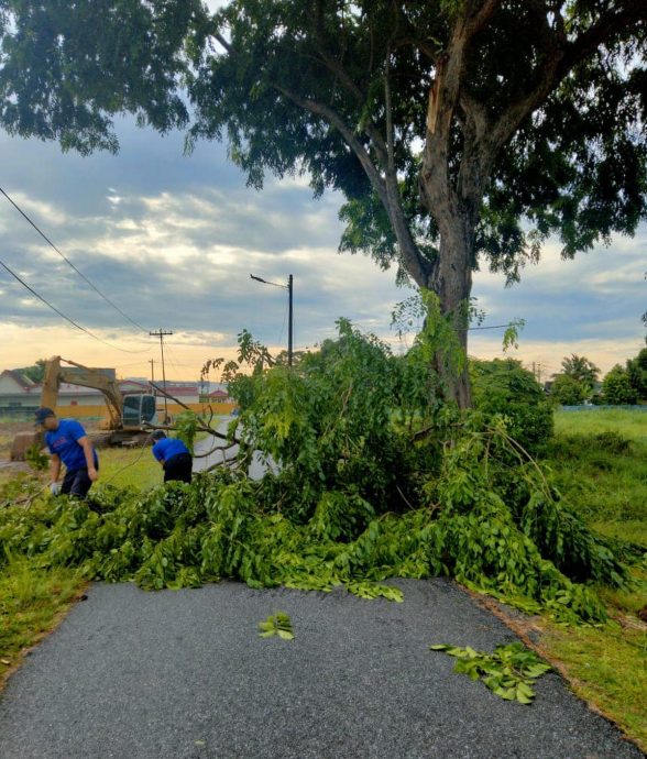 狂风暴雨造成4处树倒