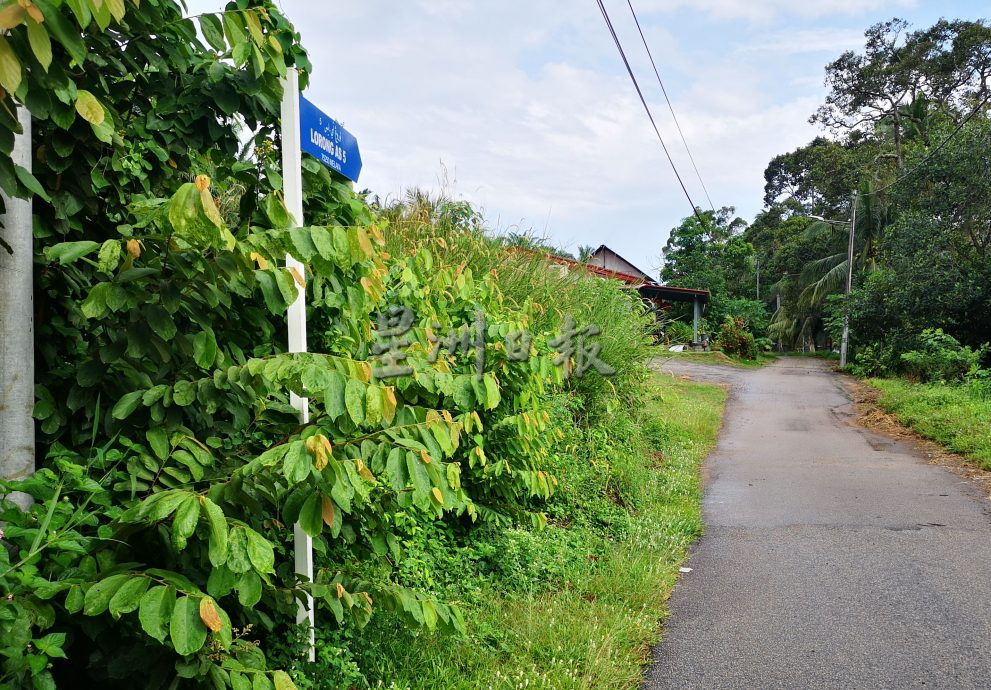 (古城第三版主文)“CMI INFRA”接管后更糟糕 阿依沙叻除草工作流于表面 草率不认真