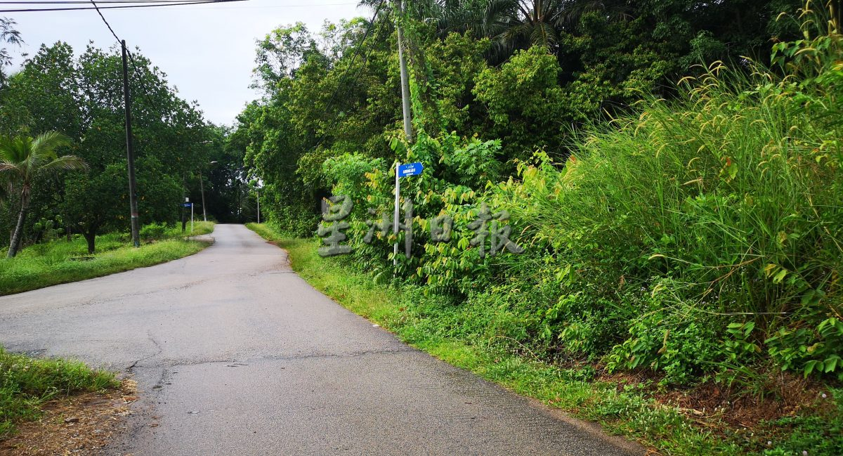 (古城第三版主文)“CMI INFRA”接管后更糟糕 阿依沙叻除草工作流于表面 草率不认真