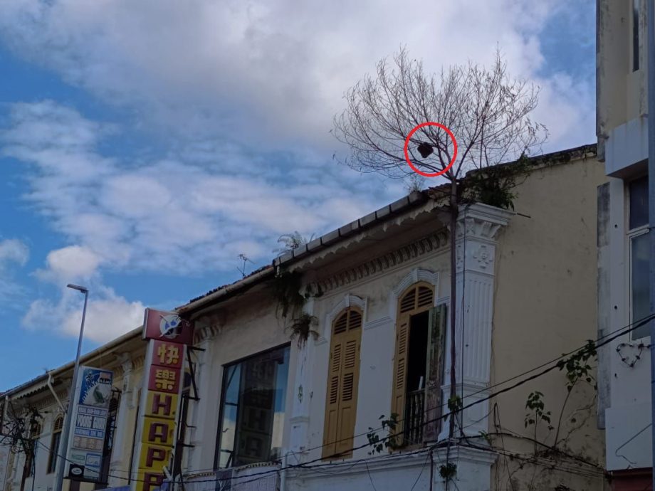 （古城第三版主文）祈安律商店部分招牌脱落 梁证法促业者定期检查及维修