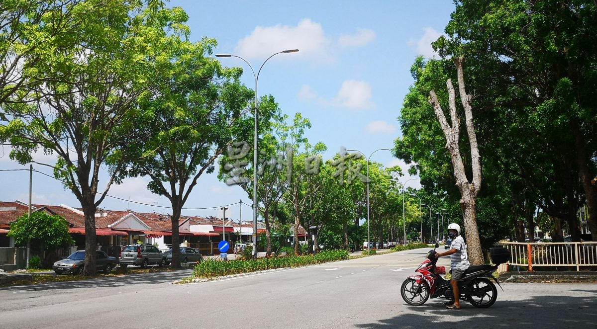 （古城第五版主文）默迪卡花园大路路口多车速快车祸频传 罗舜生建议砍或大幅修剪路口及分界堤小树 减少车祸