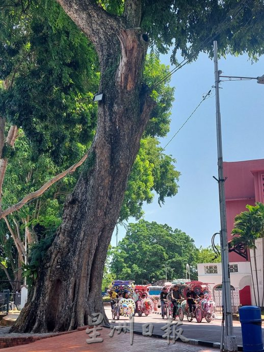 (古城第六版主文)古迹老树需维护