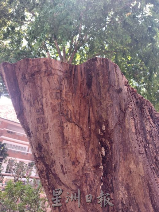 (古城第六版主文)古迹老树需维护