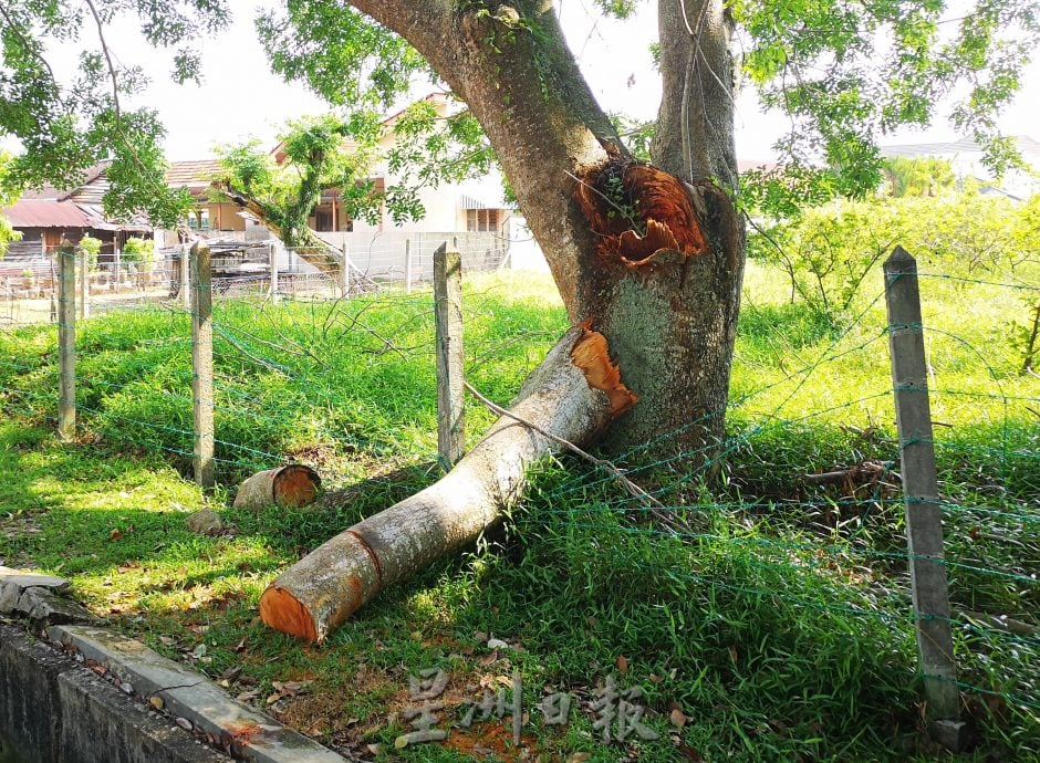 (古城第六版主文)大吉里望老树倾斜好危险