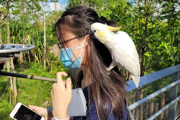 (已签发)柔:狮城二三事:一家四口游飞禽公园 13岁女生被鹦鹉啄伤左耳