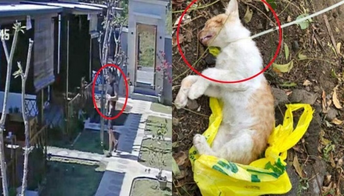 （已签发）柔：狮城二三事：狮城男护士被指 峇厘岛勒死宠物猫