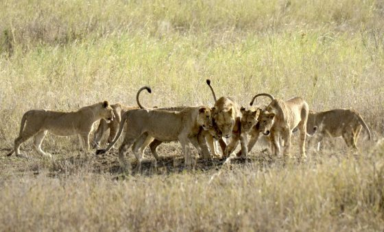 Kim Teoh／狮子的家庭照