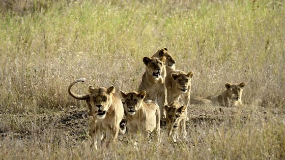 Kim Teoh／狮子的家庭照