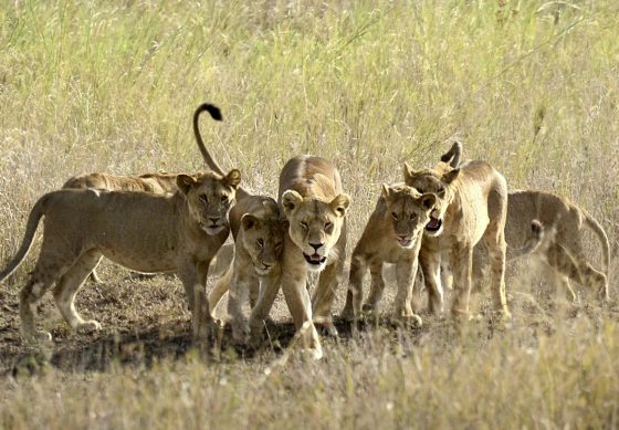 Kim Teoh／狮子的家庭照