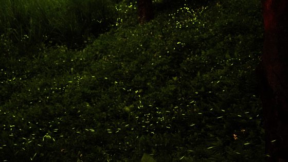 Kim Teoh/萤火虫的季节