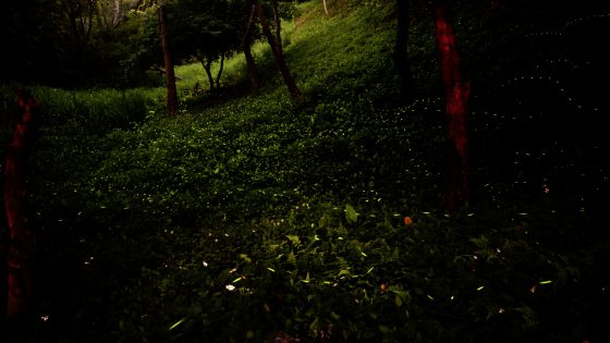 Kim Teoh/萤火虫的季节