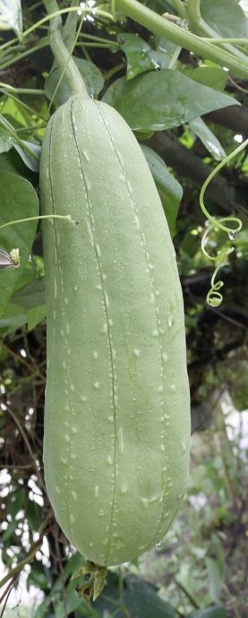 【重拾新村生活法】黄秀仪／天然洗碗布——丝瓜布