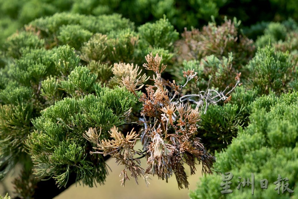 ★7月24日刊登【农的传人】／大霹雳封底主文／／罗汉松和真柏巨型盆栽 鉴赏商业价值高