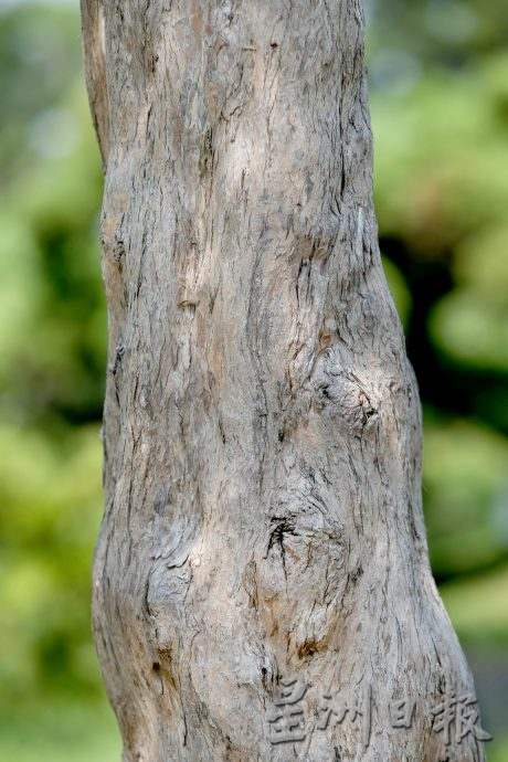 ★7月24日刊登【农的传人】／大霹雳封底主文／／罗汉松和真柏巨型盆栽 鉴赏商业价值高