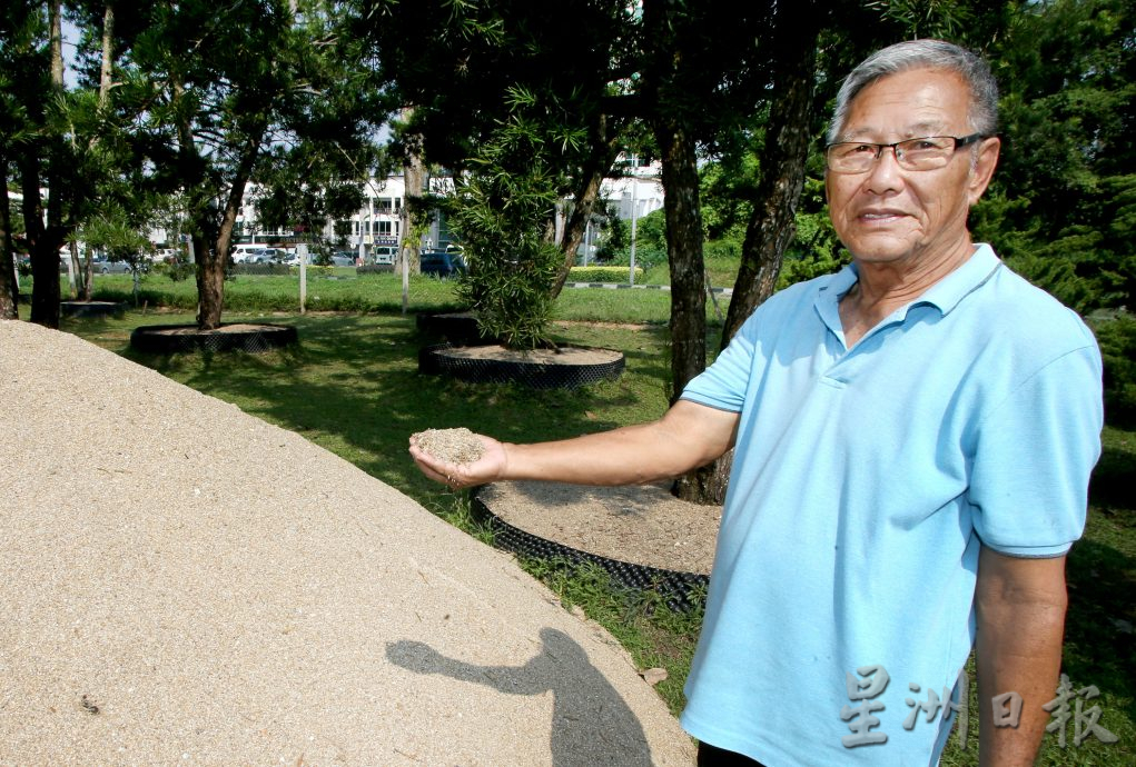 ★7月24日刊登【农的传人】／大霹雳封底主文／／罗汉松和真柏巨型盆栽 鉴赏商业价值高